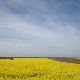 	Фолдер Србија: Храст