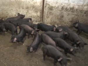 Јагодина: Расте бројност моравке, некада угрожене расе свиња