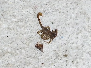 Београдске шкорпије поново се појавиле – уливају страх, али су безопасне