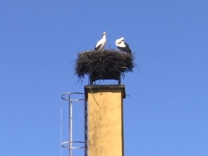 И овог марта роде у својим гнездима у Мрчајевцима