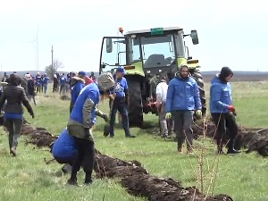 Нови багреми у Долову - храна за пчеле, места за гнезда и баријера за сметове 