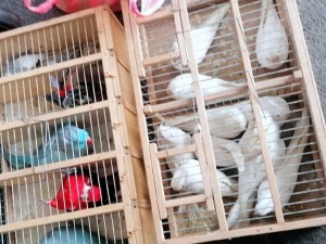 Папагаји у гепеку, цигаре у торти – шта све људи покушавају да пренесу преко царине