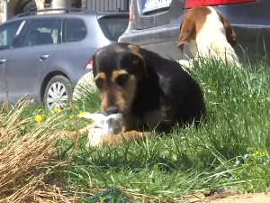 Због неодговорних власника, пси луталице све агресивнији у Бујановцу и Прешеву