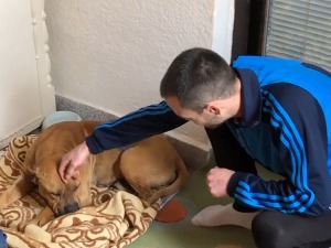 Албанац у Обилићу пуцао на пса породице Тишма