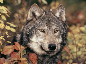 Клима да нам штима