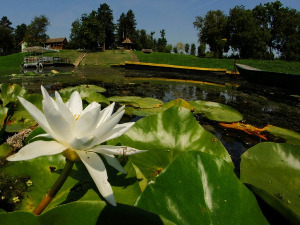 Биодиверзитет: Мрежа живота