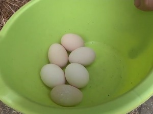 У чему је тајна мокринских јаја која су најчешћи победници  ускршњег туцања