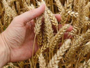 Влада Србије одобрила квоте за извоз житарица, брашна и уља - просветарима по 10.000 динара