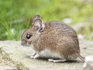 Ћелије из лабораторије као будућност лечења мишићне дистрофије