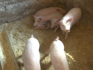 У пиротском крају, укинута забрана држања домаћих свиња због афричке  куге