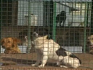 Какав власник такав љубимац - како се заштитити од опасног пса