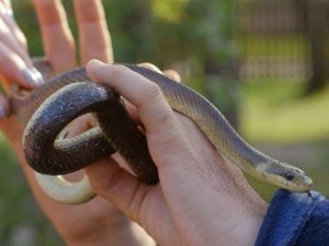 Приче из природе: Смук