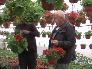 Шумадија, слатка борба између љуте шљиве и мирисне мушкатле