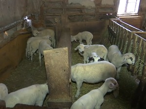 Јагњетина двоструко скупља, шта кажу сточари