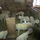 Јагњетина двоструко скупља, шта кажу сточари