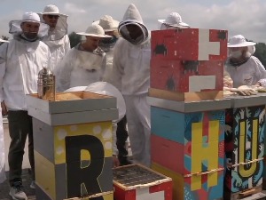 Градске медоносне баште су спас и за пчеле и за људе