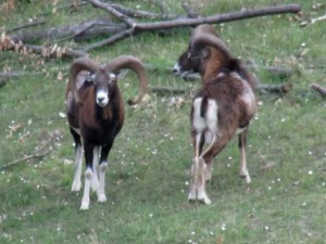 Дивљач на питомој планини