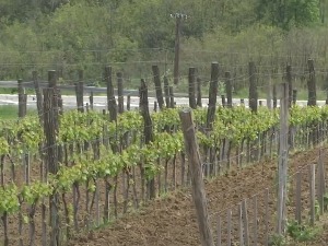 Обнова неготинског виногорја