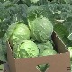 Лесковачки купус – квалитет врхунски, цена поражавајућа 