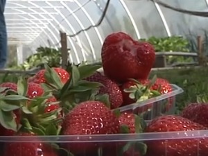 Најслађа зарада од првих јагода