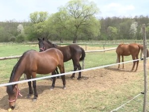 Власинска висораван, прибежиште за аутохтону расу коња 