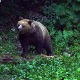 Медвед је рањива, величанствена заштићена животиња, али га треба избегавати