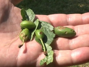 Град обрао род у делу Мачве 