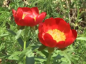 Планински божур, угрожена врста код нас