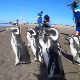 Магеланови пингвини поново на обалама Аргентине
