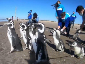 Магеланови пингвини поново на обалама Аргентине