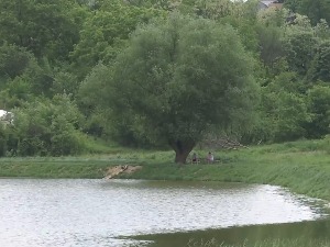 Ракина бара – редак природни феномен, популарно излетиште предратног Београда