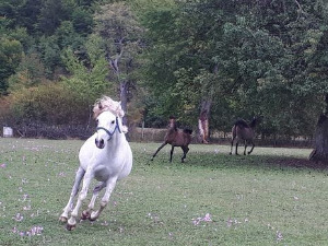 Квадратура круга: Нема више мог мркова, ни ергеле на Борикама