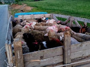 Полиција код Зубиног Потока и Витине спречила шверц оваца