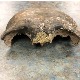 Lobanja otkrivena u reci u Minesoti - stara 8.000 godina