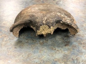 Лобања откривена у реци у Минесоти - стара 8.000 година