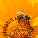 Pčele – mala bića koja život znače