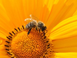 Пчеле – мала бића која живот значе