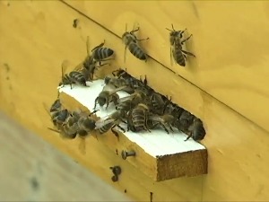 Опстанак пчела и пчеларства у "зеленој" одрживој будућности - зависи од нас самих
