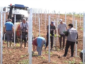 Расту нови чокоти – како је љубав према винима професора из Београда довела до Топлице