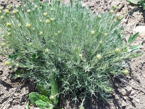 Квадратура круга: Биљка бесмртности успева и у Србији