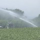 Majskoj suši odoleva suncokret, ratari prinuđeni da zalivaju useve 