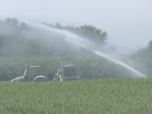 Мајској суши одолева сунцокрет, ратари принуђени да заливају усеве 