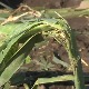 Велика штета на зрењанинским усевима после олујног невремена