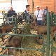 Поскупљење енергената и житарица није једини проблем сточара