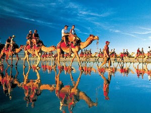Australijski kamilijeri