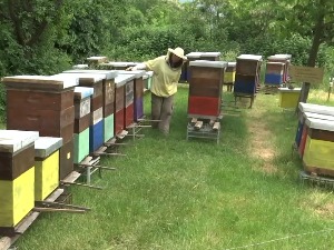 Александрин пчелињи рај у подножју Рудника