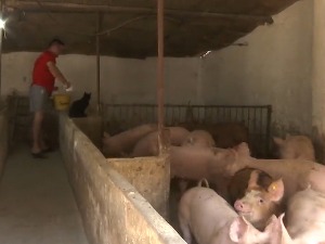 Како да узгој прасади и тов свиња буду исплативи?