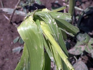 Невреме уништило засаде воћа, поврћа и винове лозе у Расинском округу