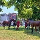 Неколико коња побегло са шабачког хиподрома