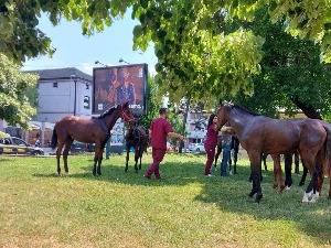 Неколико коња побегло са шабачког хиподрома